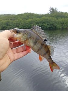 European Perch