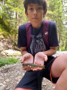Brown Trout