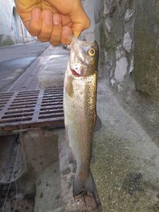 Rainbow Trout