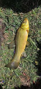 Tench