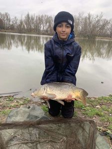Mirror Carp