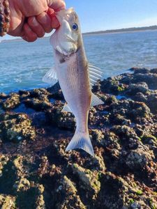 European Bass (Seabass)