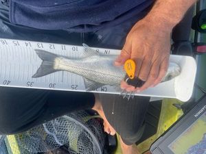 European Bass (Seabass)