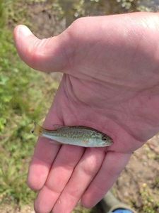 Largemouth Bass
