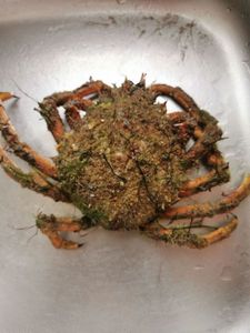 European Spider Crab
