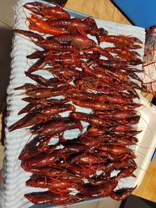 Red Swamp Crayfish