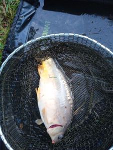 Mirror Carp