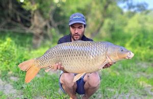 Common Carp