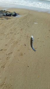 European Bass (Seabass)