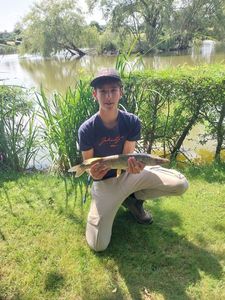 Northern Pike