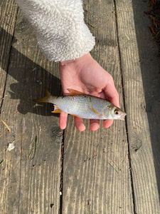 Roach