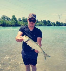 Twaite Shad