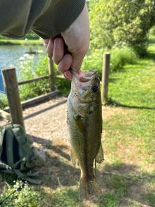 Largemouth Bass