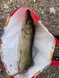Northern Pike