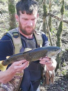 Brown Trout