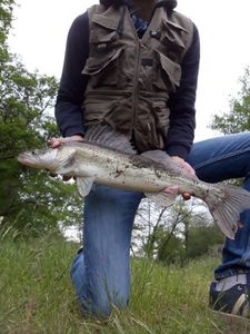 Zander