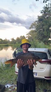 Common Carp