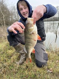 European Perch