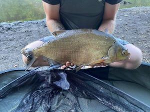 Common Bream