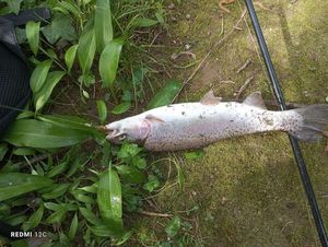 Rainbow Trout