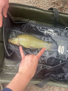 Tench