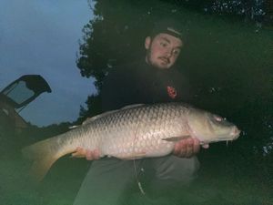 Common Carp