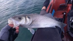 European Bass (Seabass)