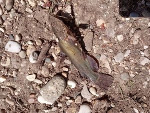 Black Bullhead