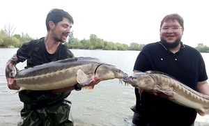 Sturgeon