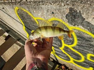 European Perch