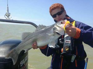European Bass (Seabass)