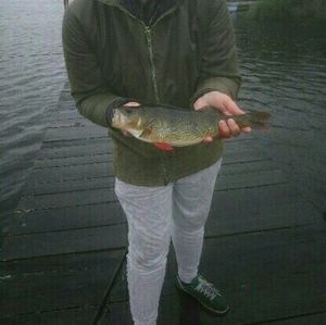 European Perch