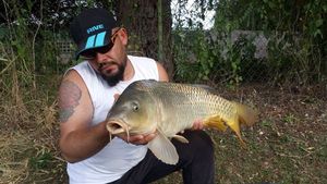 Common Carp