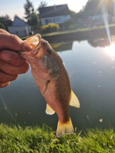 Largemouth Bass