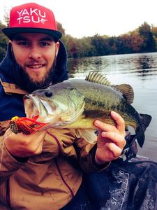 Largemouth Bass