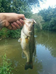 Largemouth Bass
