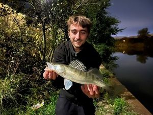 Zander