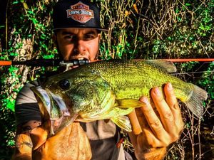 Largemouth Bass
