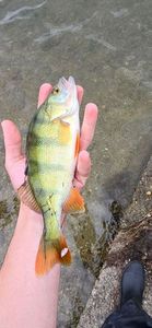 European Perch