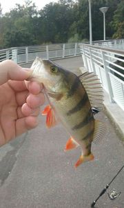 European Perch