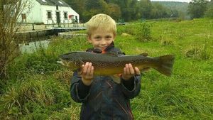 Brown Trout