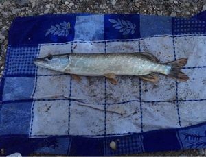 Northern Pike