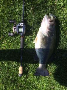 Largemouth Bass