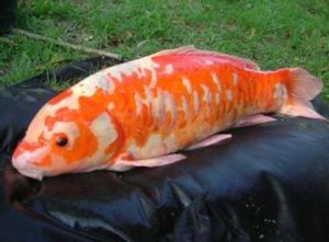 Koï Fish