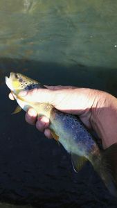 Brown Trout