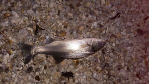 European Bass (Seabass)