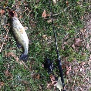 Largemouth Bass