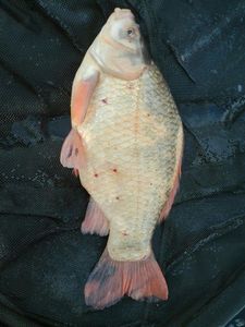 Crucian Carp