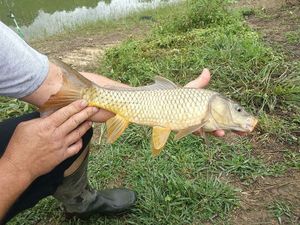 Common Carp