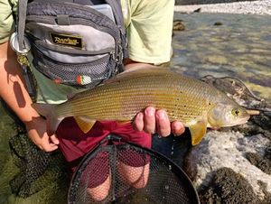Grayling